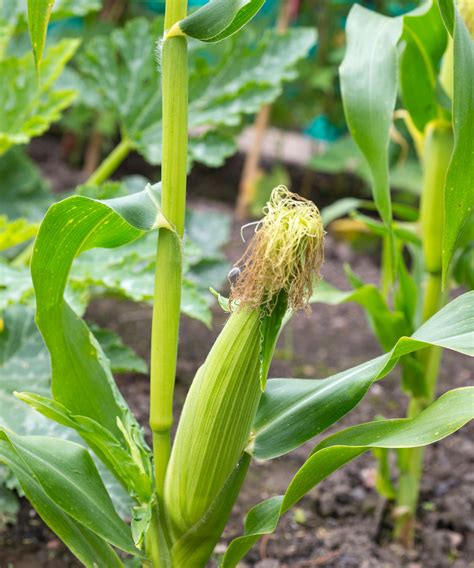 pictures of corn plants